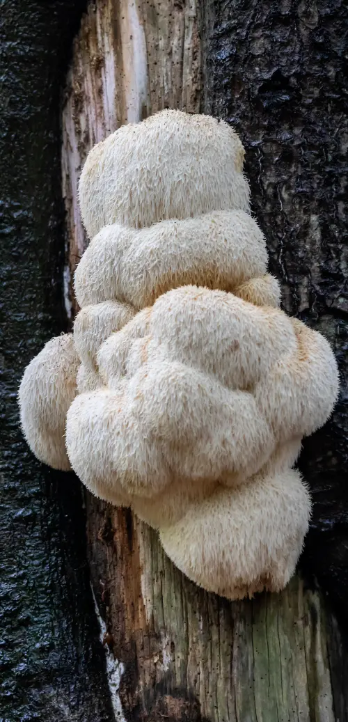 Lions Mane